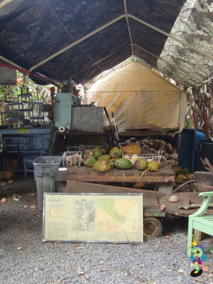 Coconut hut