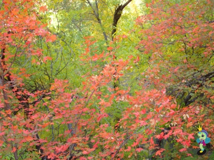 Fall leaves in Zion. This pic was taken along the trail up to Weeping Rock
