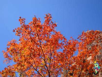 Fall leaves against crisp blue sky