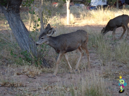 deer aren't afraid of people & wander comfortably thru the campground