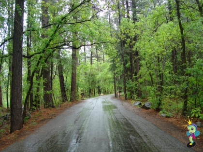 this is the road in the campground... I wanna go back just looking at it!